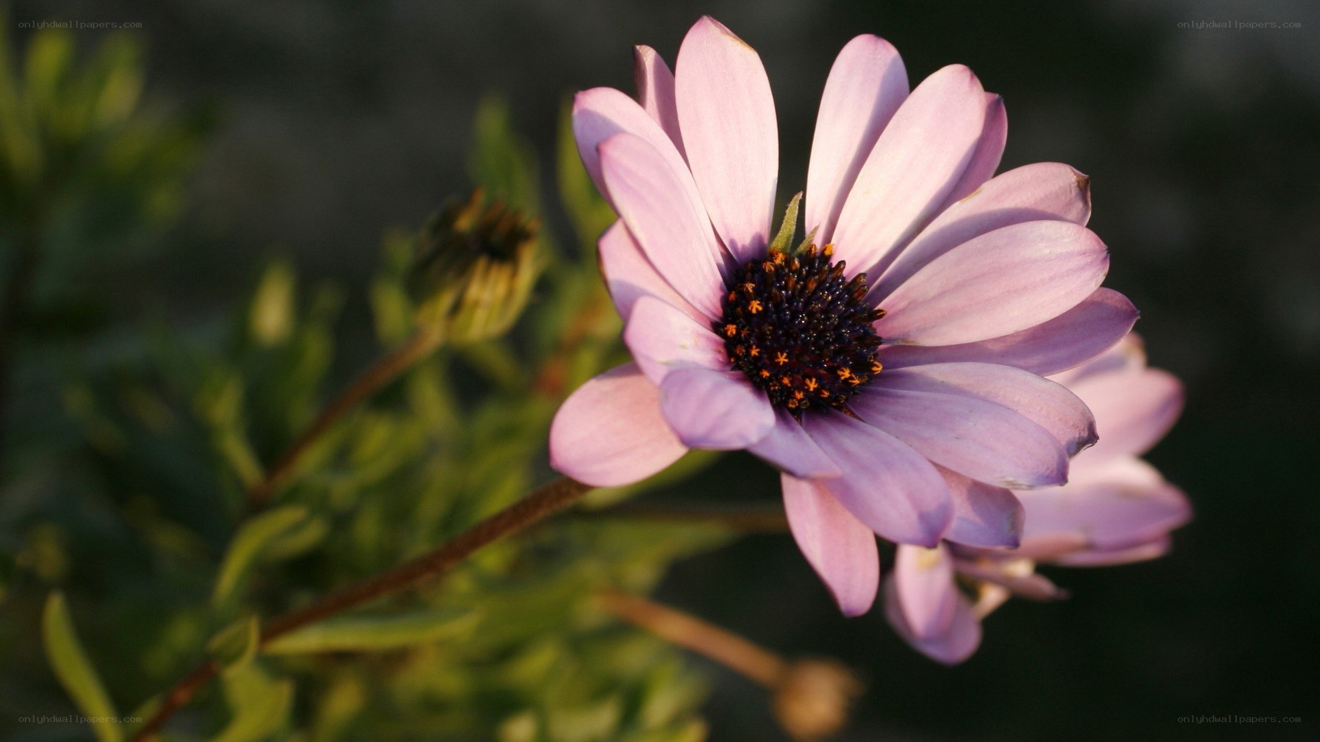 purple daisy in sunlight