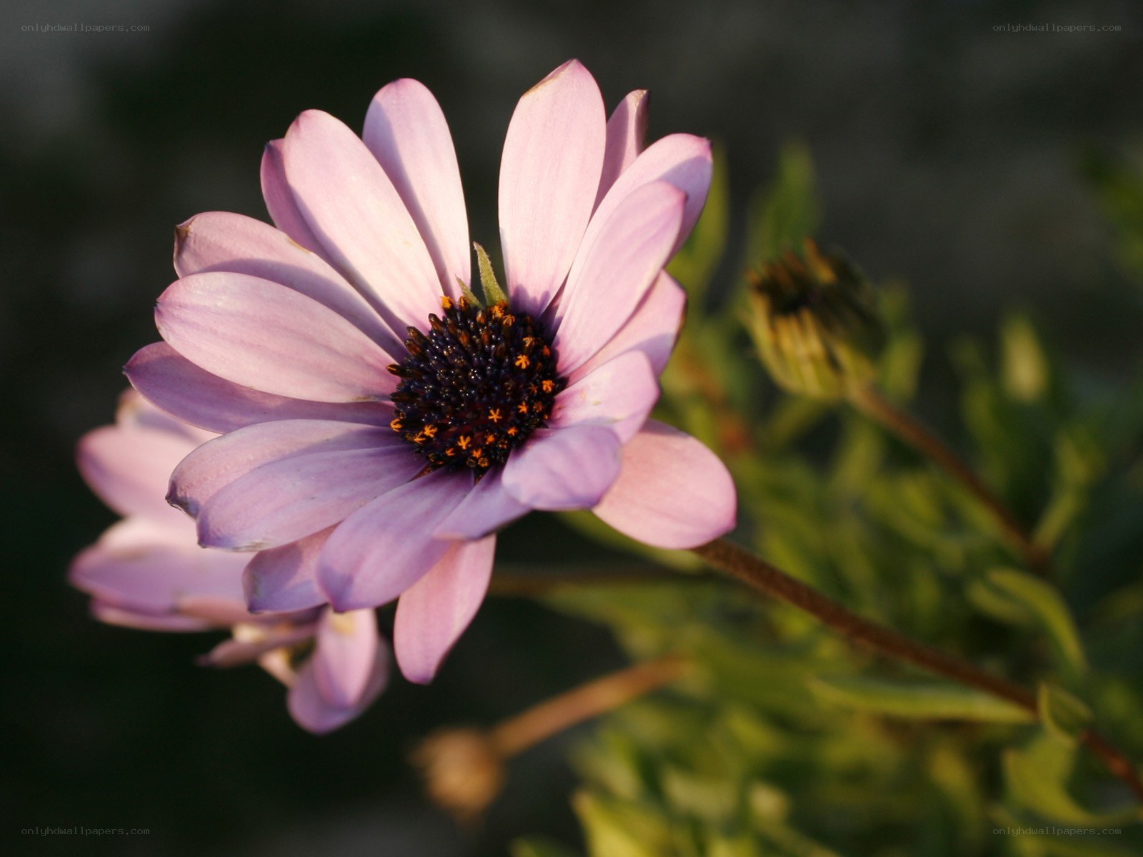 purple daisy in sunlight