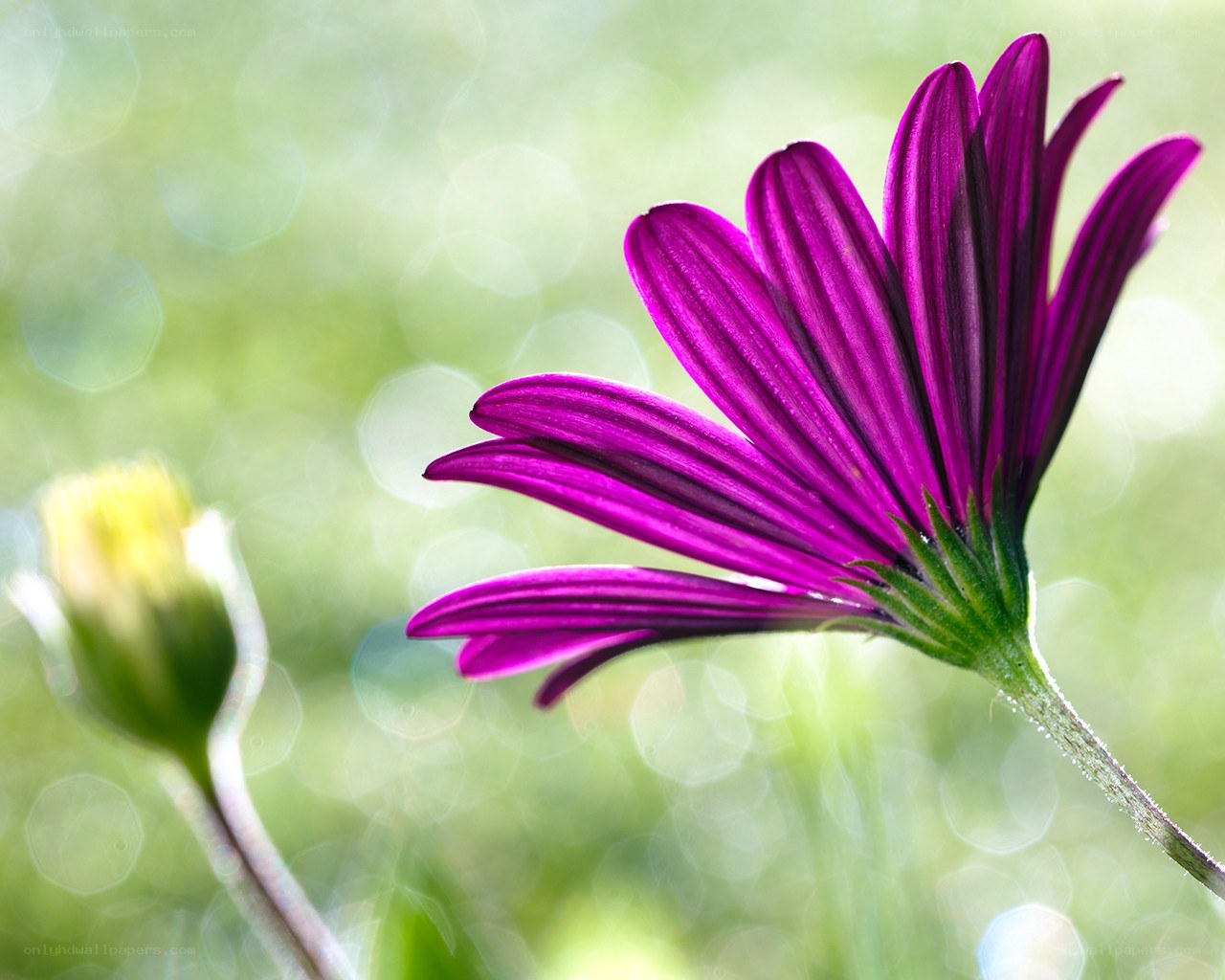 Purple daisy in sunlight