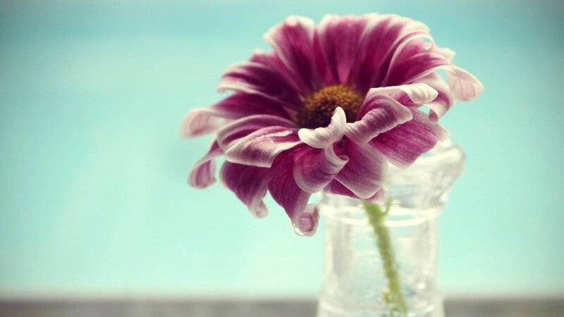 Purple Daisy in Vase — Serene, Photograph, Stem