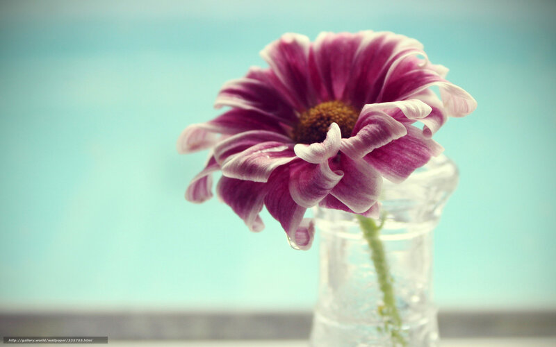 Purple Daisy in Vase — Serene