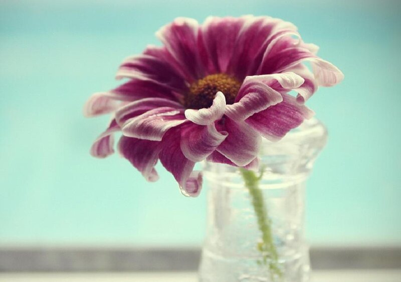 Purple Daisy in Vase