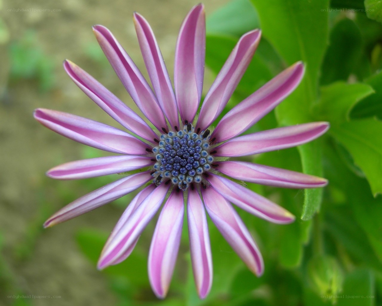 purple daisy-like flower
