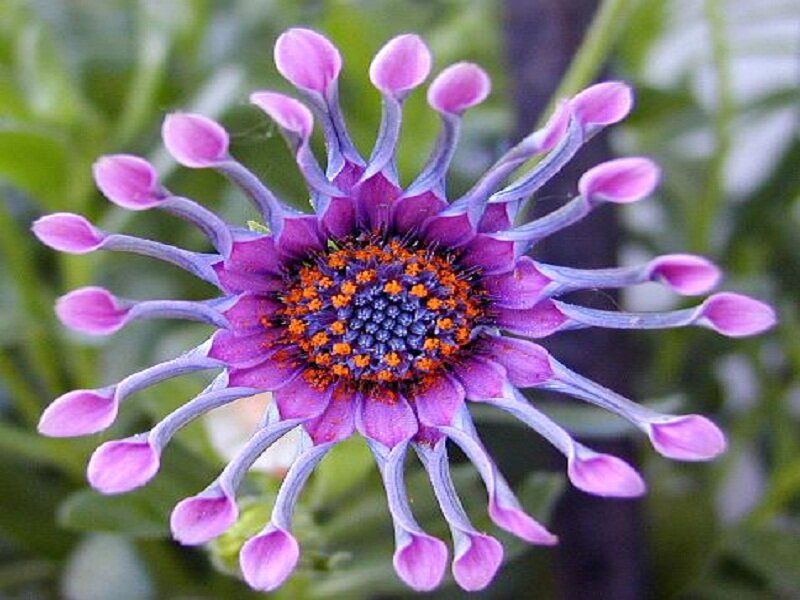 Purple Daisy-like Flower — Natural