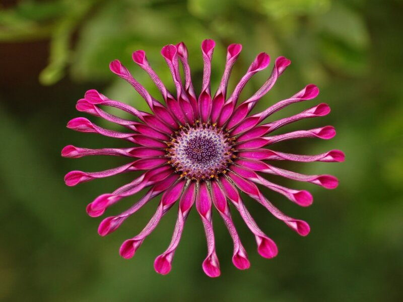 Purple Daisy-like Flower — Pink