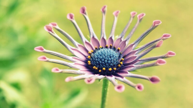 Purple Daisy-like Flower — Serene, Afternoon
