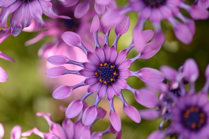 Purple Daisy-like Flower — Serene, Spring