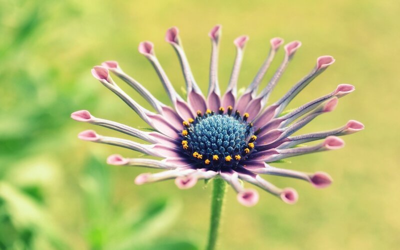 Purple Daisy-like Flower — Serene