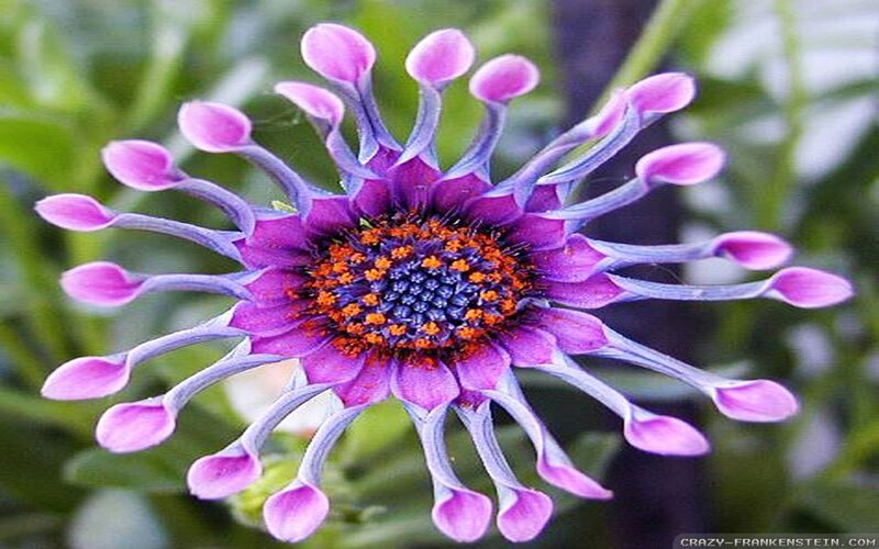 Purple Daisy-like Flower — Vibrant