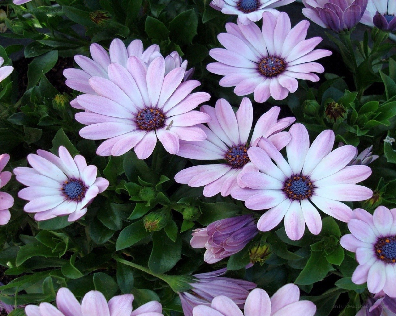 purple daisy-like flowers