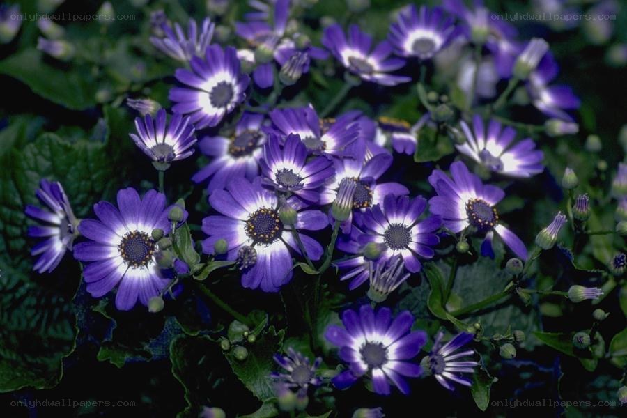 purple daisy-like flowers