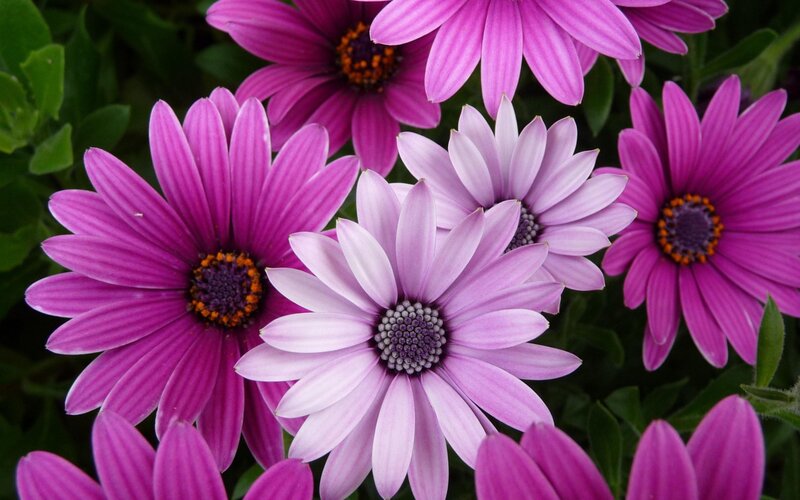 Purple daisy-like flowers