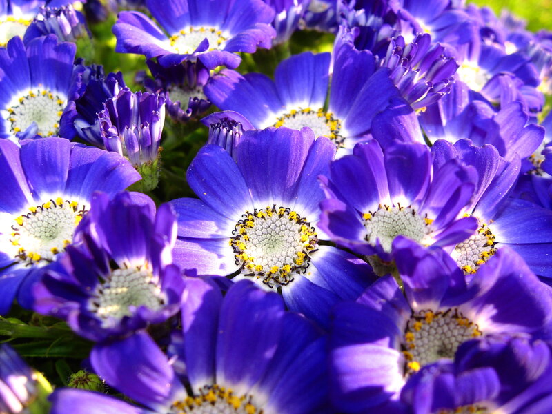 Purple Daisy-like Flowers — Blue, Bright