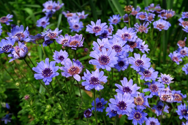 Purple Daisy-like Flowers — Blue, Calm, Afternoon
