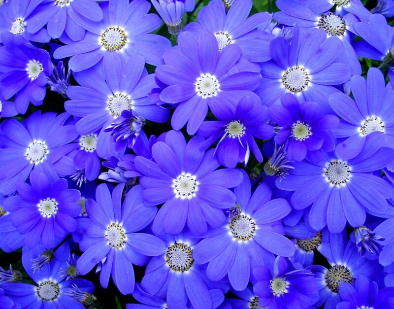 Purple Daisy-like Flowers — Blue, Calm, Photograph, Petals