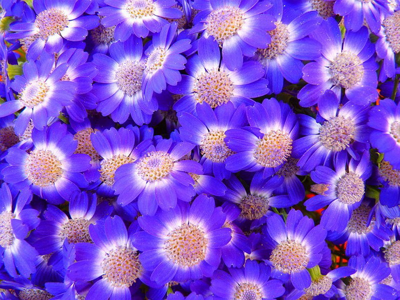 Purple Daisy-like Flowers — Blue, Calm, Photograph
