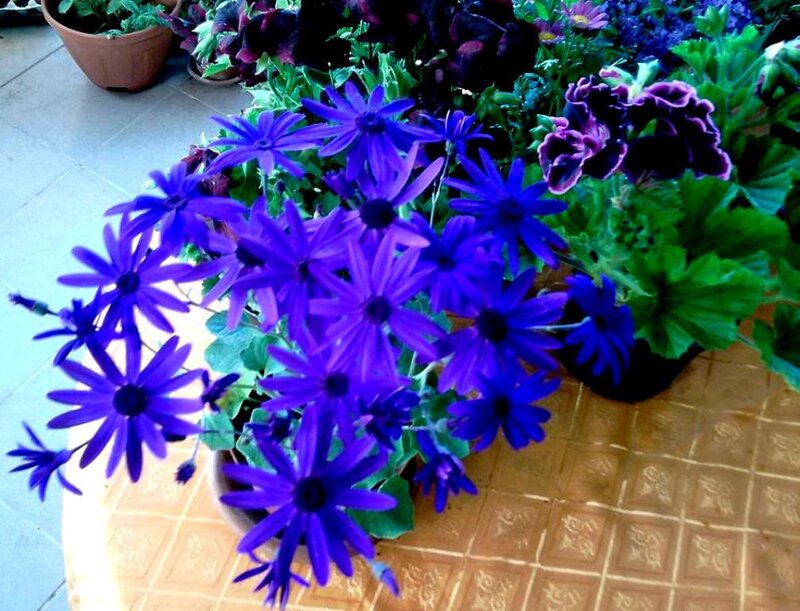Purple Daisy-like Flowers — Blue, Calm