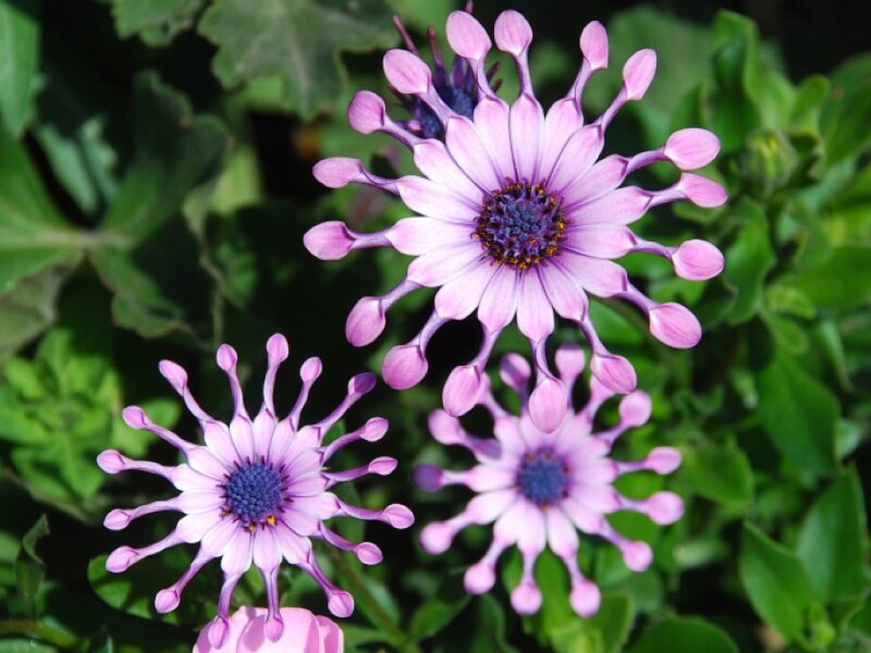 Purple Daisy-like Flowers — Calm, Afternoon, Photograph