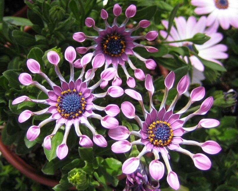 Purple Daisy-like Flowers — Calm, Afternoon