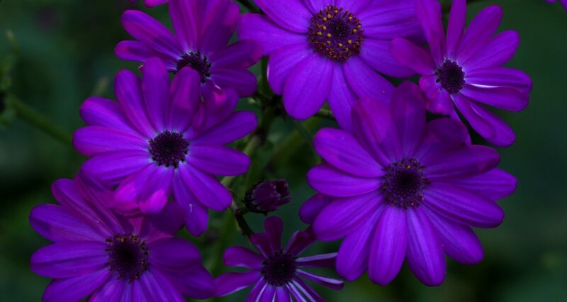 Purple Daisy-like Flowers — Calm, Photograph, Buds