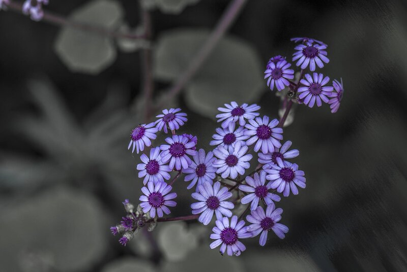 Purple Daisy-like Flowers — Calm, Photograph, Stems