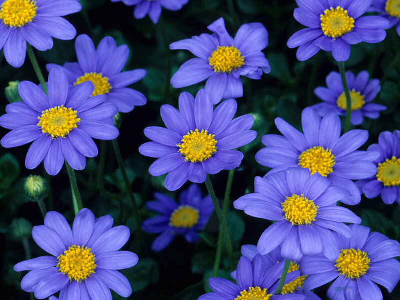 Purple Daisy-like Flowers — Calm, Photograph