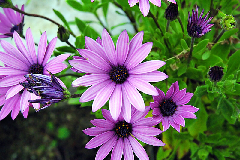 Purple Daisy-like Flowers — Calm, Spring, Photograph, Green Leaves, Flower Buds, Green