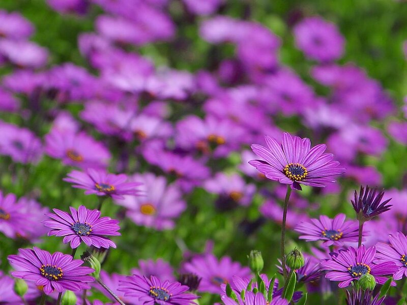 Purple Daisy-like Flowers — Calm, Spring, Photograph, Green Leaves