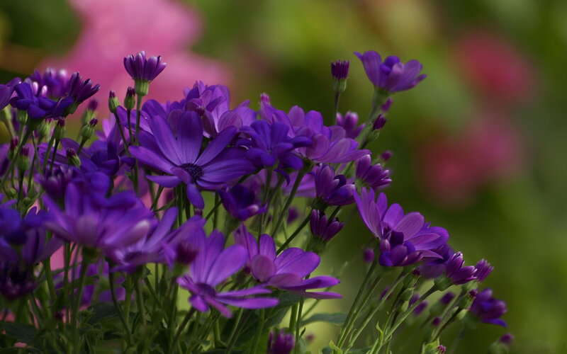 Purple Daisy-like Flowers — Calm, Spring, Photograph, Green Stems, Buds, Blurred Background