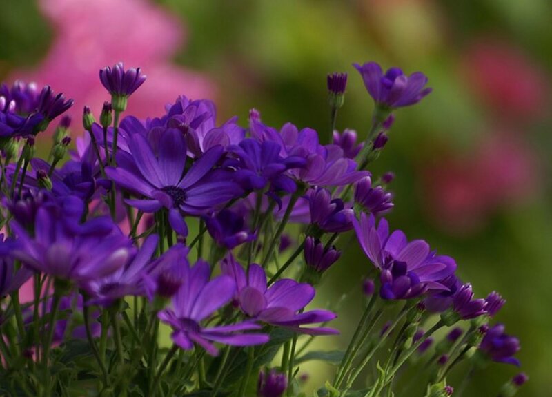 Purple Daisy-like Flowers — Calm, Spring, Photograph, Green Stems, Buds