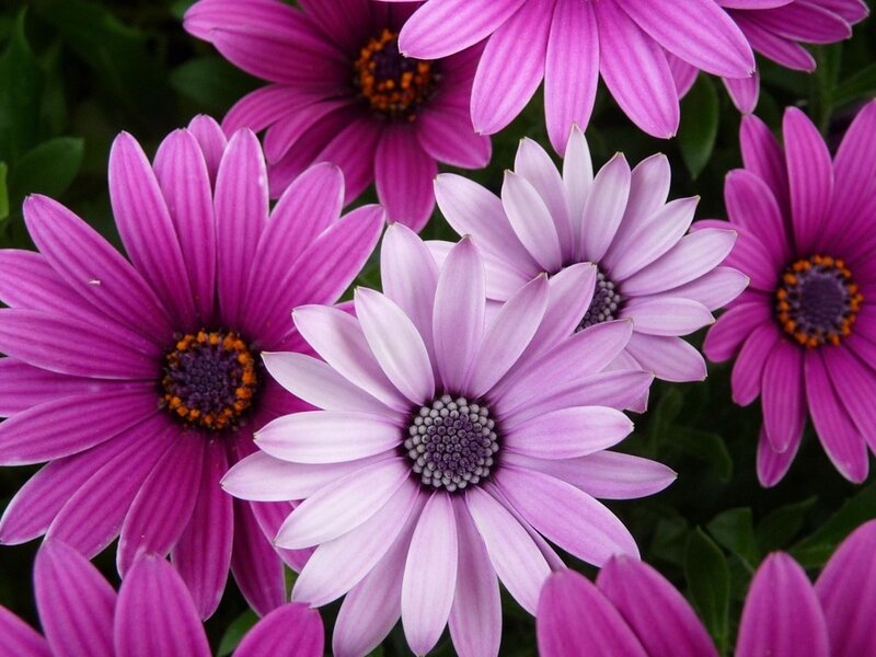 Purple Daisy-like Flowers — Calm, Spring, Photograph