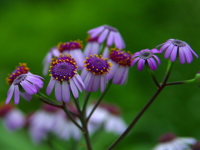 Purple Daisy-like Flowers — Calm, Spring