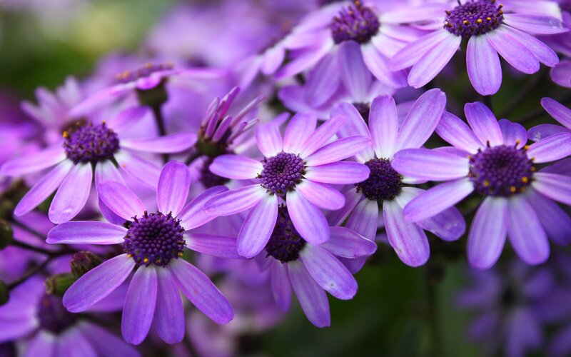 Purple Daisy-like Flowers — Calm