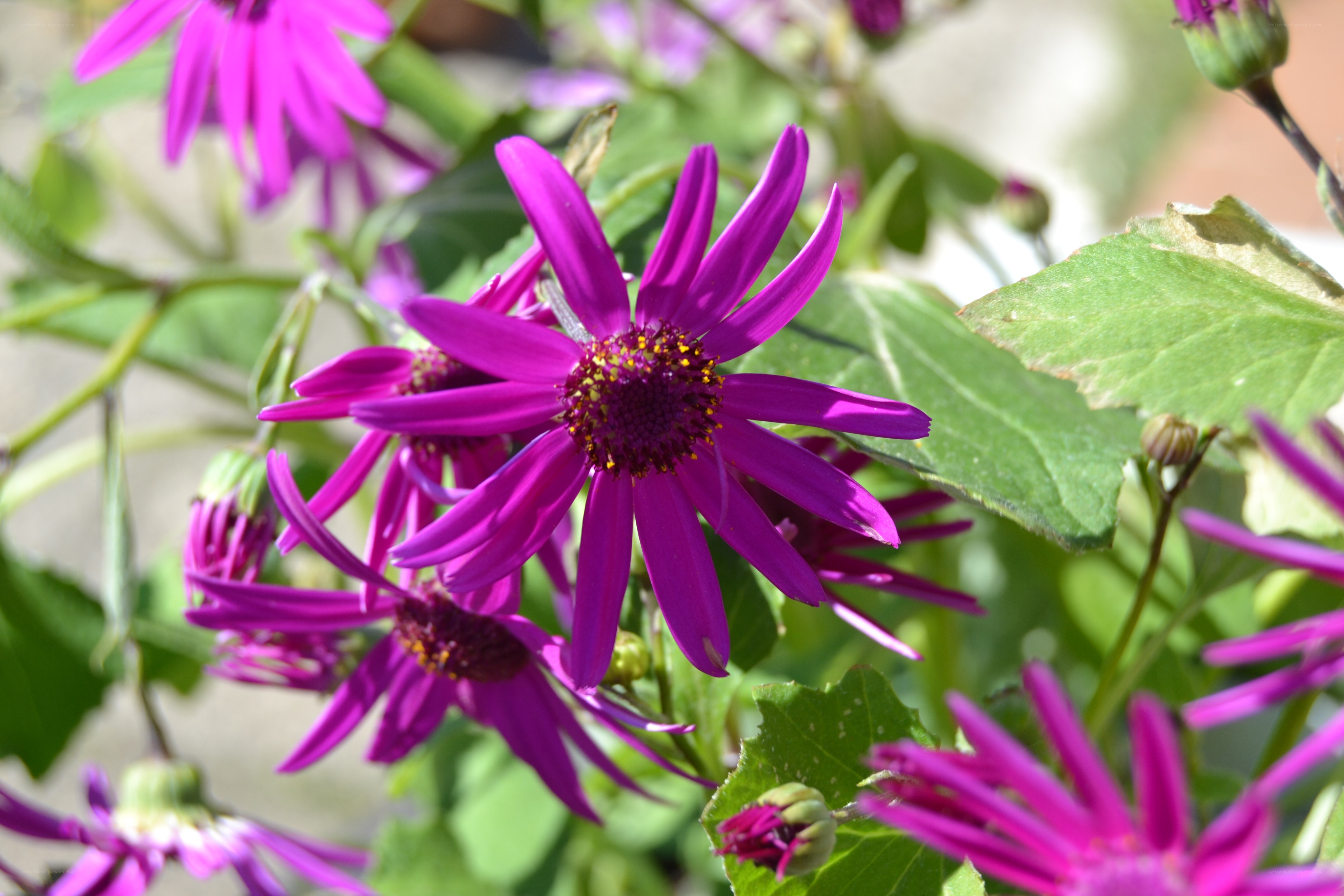 Purple daisy-like flowers in bloom