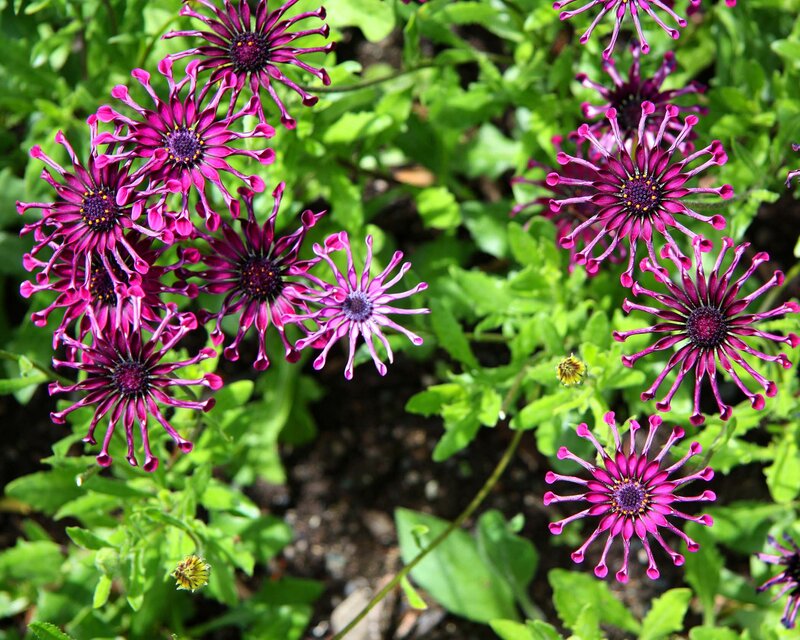 Purple Daisy-like Flowers — Natural, Afternoon, Photograph