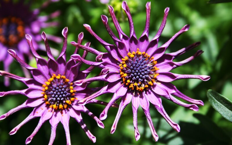 Purple Daisy-like Flowers — Natural, Afternoon