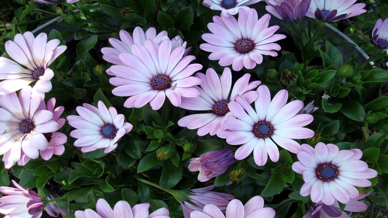 Purple Daisy-like Flowers — Pink, Calm