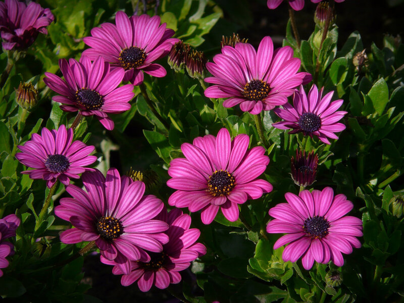 Purple Daisy-like Flowers — Pink, Natural
