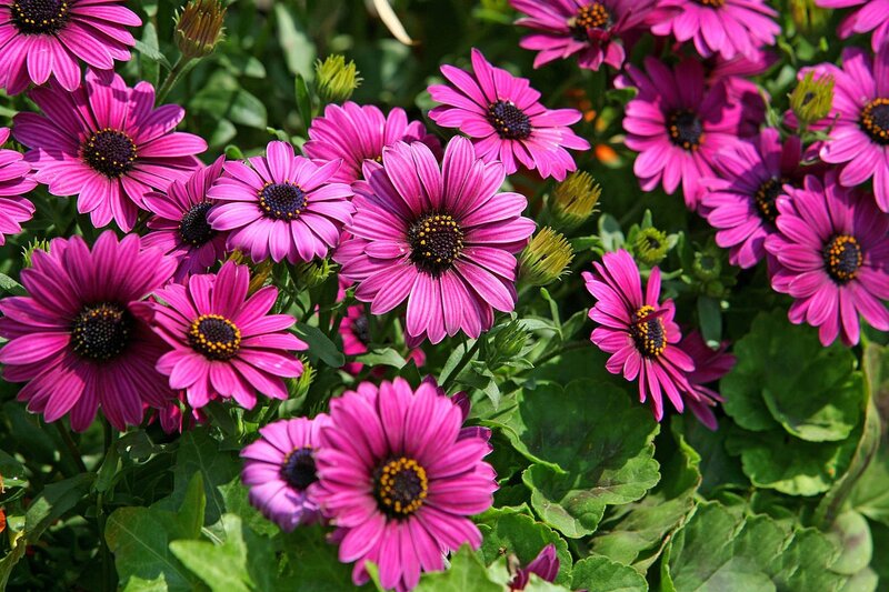 Purple Daisy-like Flowers — Pink