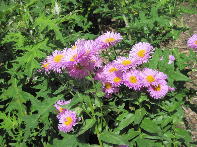Purple Daisy-like Flowers — Serene, Afternoon, Photograph