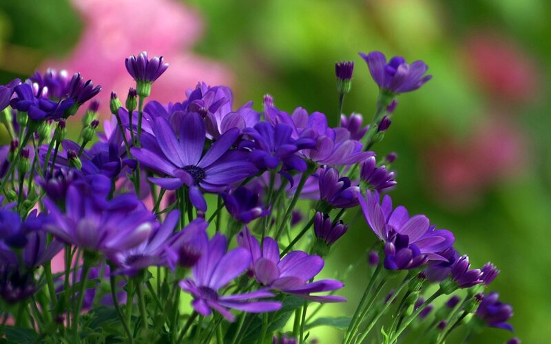 Purple Daisy-like Flowers — Serene, Spring