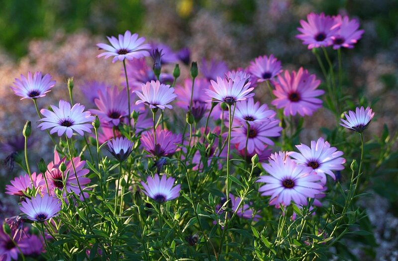Purple Daisy-like Flowers — Serene, Sunset
