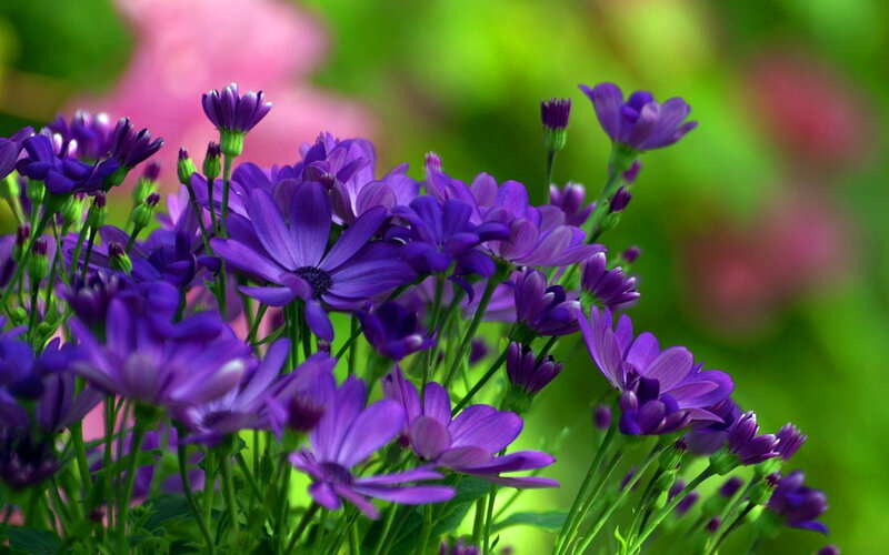 Purple Daisy-like Flowers — Serene