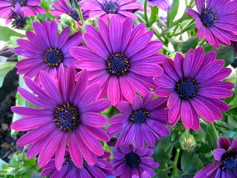 Purple Daisy-like Flowers — Vibrant, Afternoon, Photograph, Green Leaves