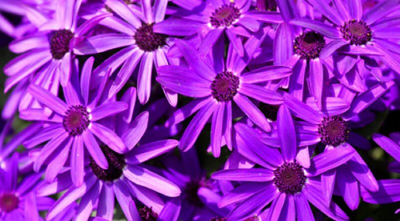 Purple Daisy-like Flowers — Vibrant, Afternoon, Photograph