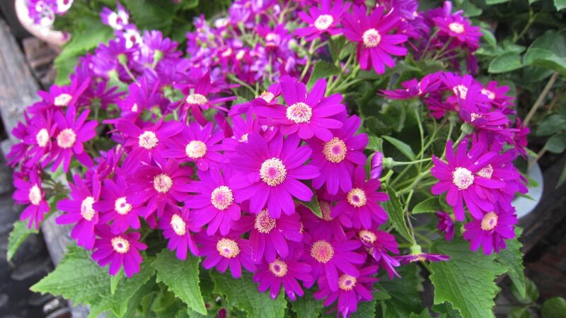 Purple Daisy-like Flowers — Vibrant, Afternoon