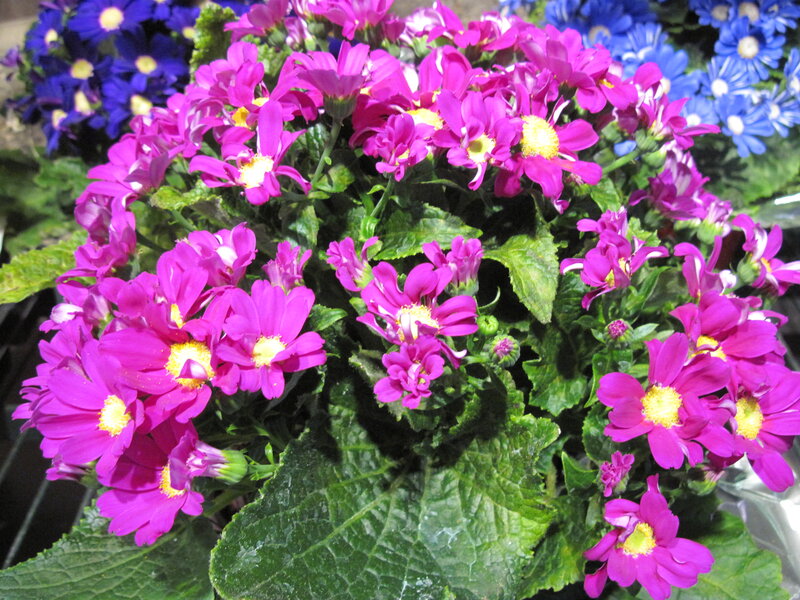Purple Daisy-like Flowers — Vibrant, Photograph