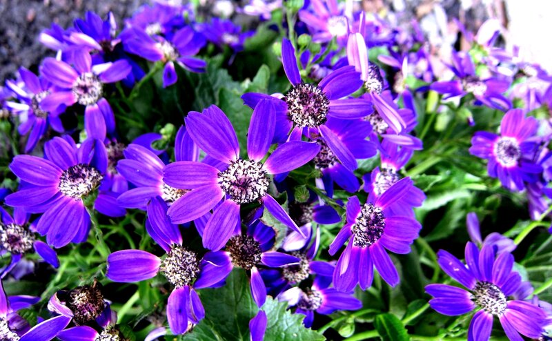 Purple Daisy-like Flowers — Vibrant, Spring