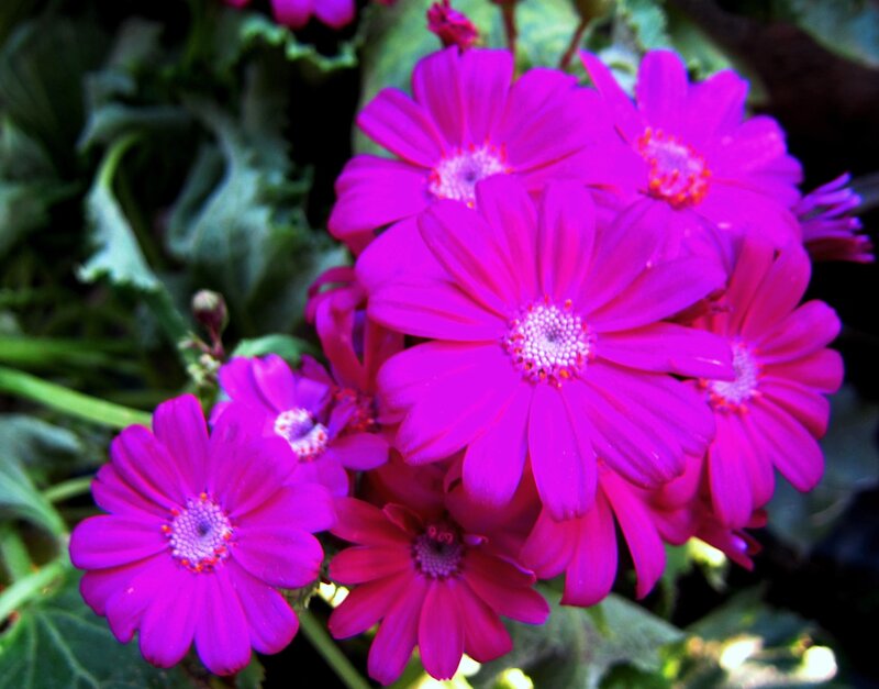 Purple Daisy-like Flowers — Vibrant