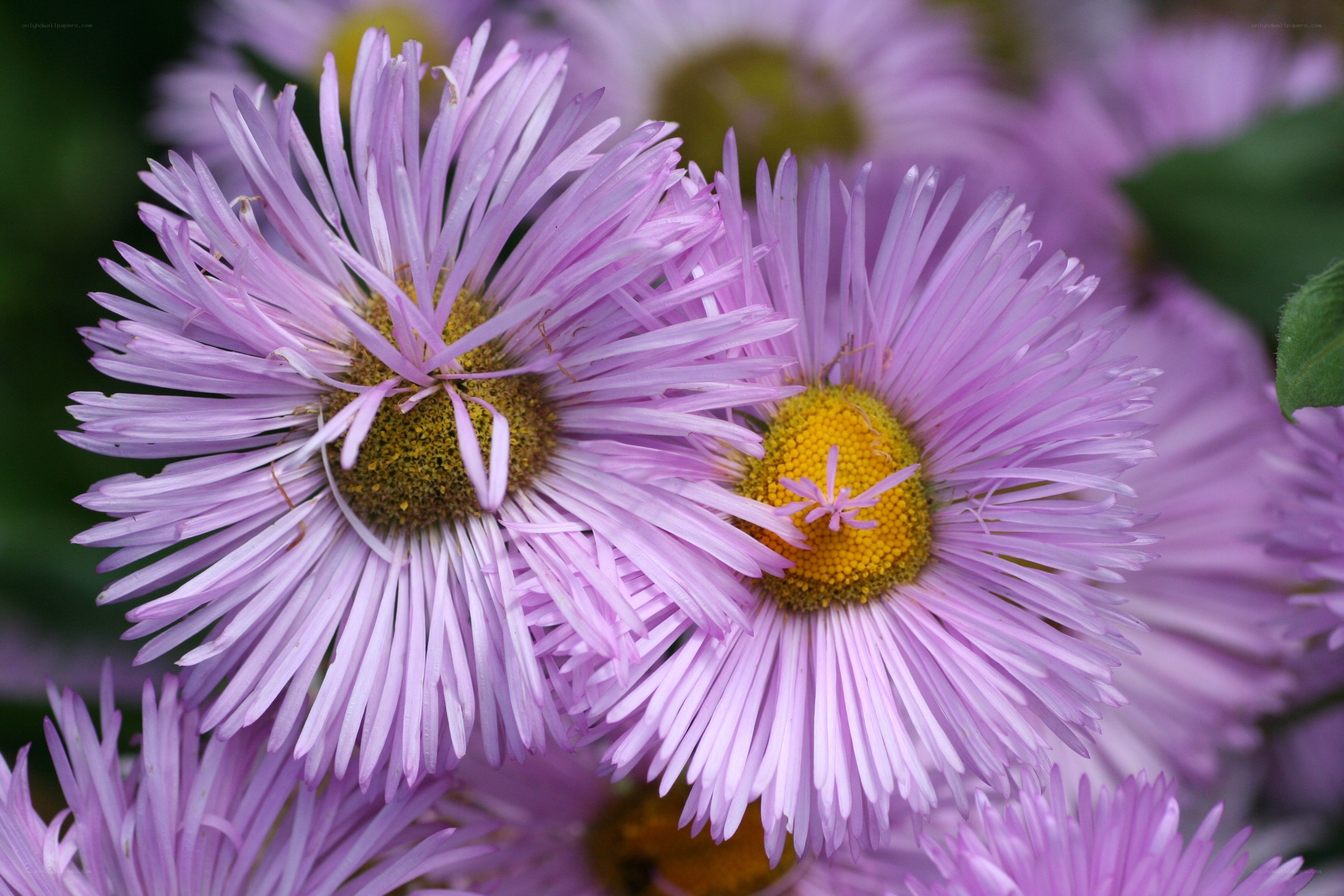 Purple daisy-like flowers